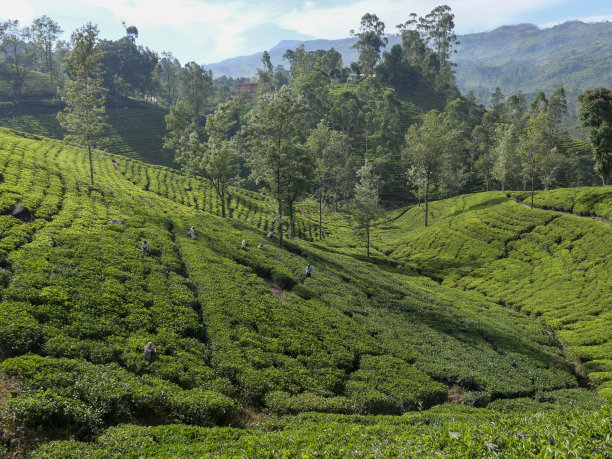 在斯里兰卡山区的一个茶园里工作的妇女图片下载