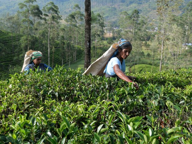 两名采茶工人在一个山地茶园工作图片下载