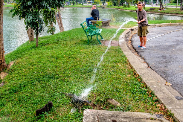 泰国男子工作和浇灌绿色草坪在曼谷，泰国图片下载