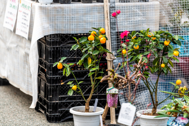 岐阜市上午农贸市场用日本蜜橘柑橘盆树图片下载