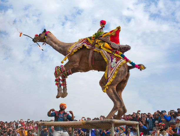 在印度拉贾斯坦邦的Сamel节上，单峰骆驼舞图片下载