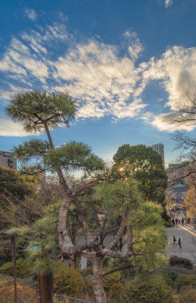 用粗麻布绑成月亮形状的松木带子。图片下载