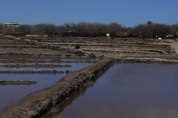 绢毛猴盐田，毛里求斯，印度洋，非洲图片下载