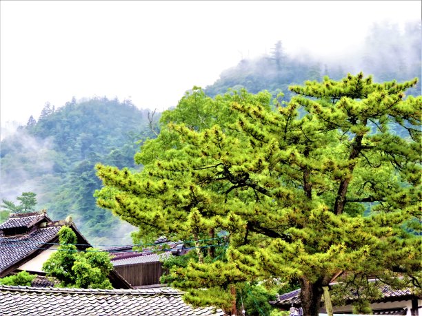 7月。日本西部典型的夏季。出云城。雨后。图片下载