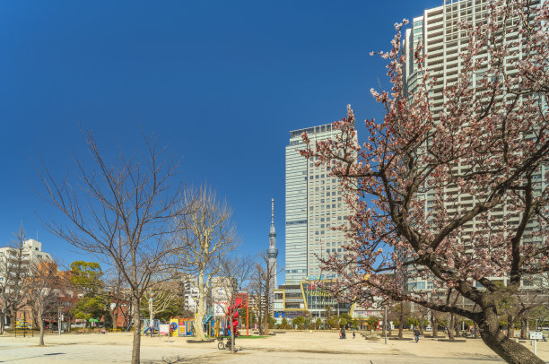 金町金市公园的梅树和东京天树塔。图片下载