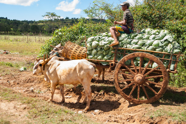 一位农民驾着装满卷心菜的牛车图片下载