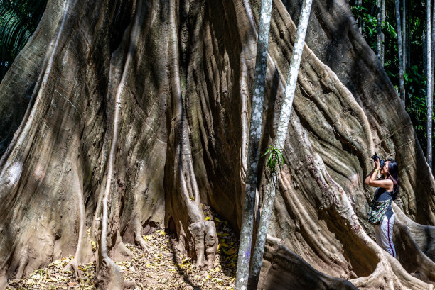 泰国乌泰他尼省班萨纳姆，一名年轻女子背着背包，用相机拍摄大树。图片下载
