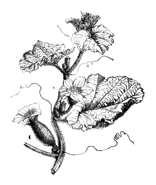 古植物学插画:甜瓜(黄瓜甜瓜)图片下载