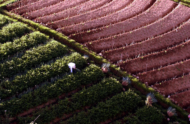 在花园里种植胡萝卜的农民图片下载