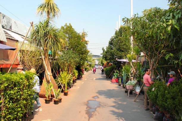 泰国曼谷的Chatuchak花卉市场图片下载