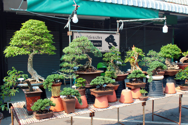 Chatuchak花卉市场，一个巨大的周中花卉市场在曼谷，泰国图片下载