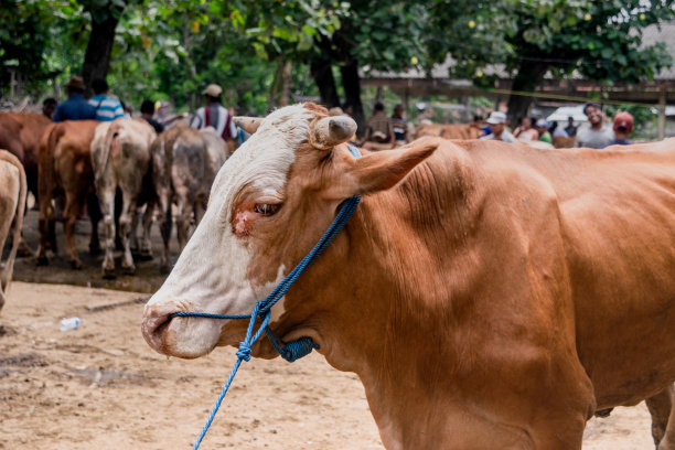 牛头用塑料绳系着图片下载