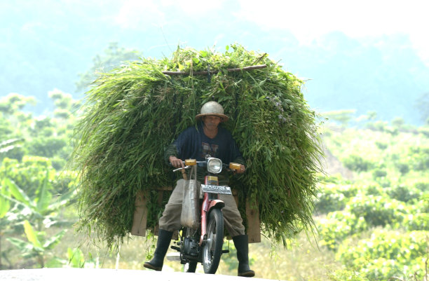 草猎人为动物饲料图片下载