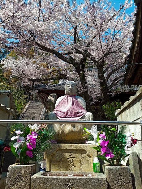 宫岛的樱花和积藏的春天图片下载