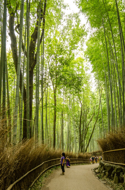 竹林晨曦景观在岚山日本旅游照片图片下载