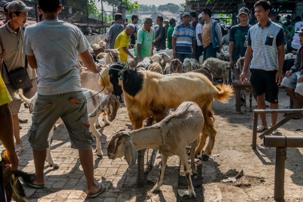 动物市场图片下载