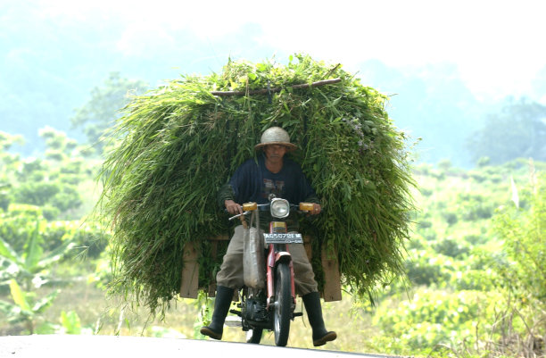 草猎人为动物饲料图片下载
