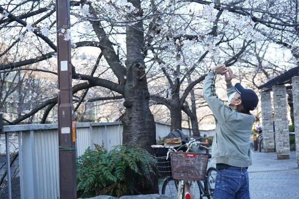 一名戴着保护面罩的男子在东京拍摄樱花的近距离照片图片下载