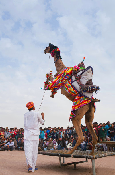 印度拉贾斯坦邦比卡内尔骆驼节上的单峰骆驼舞图片下载