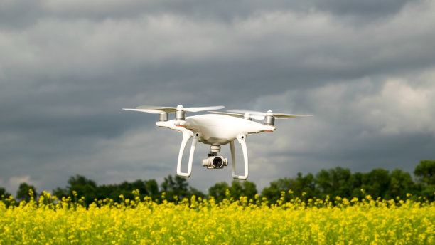白色的雄蜂在油菜花地上飞翔。图片下载