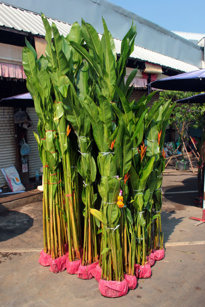 Chatuchak花卉市场，一个巨大的周中花卉市场在曼谷，泰国图片下载