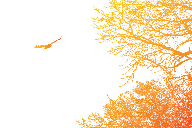 鹰在树上空飞翔图片下载