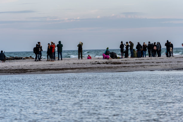 一群港海豹在海边的沙滩上休息。图片来自瑞典斯堪尼亚的法尔斯特博图片下载