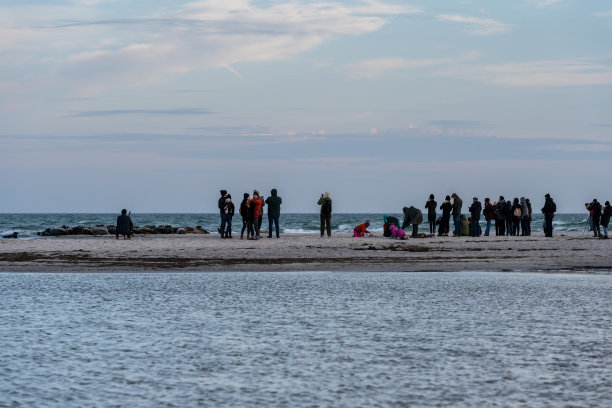 一群港海豹在海边的沙滩上休息。图片来自瑞典斯堪尼亚的法尔斯特博图片下载