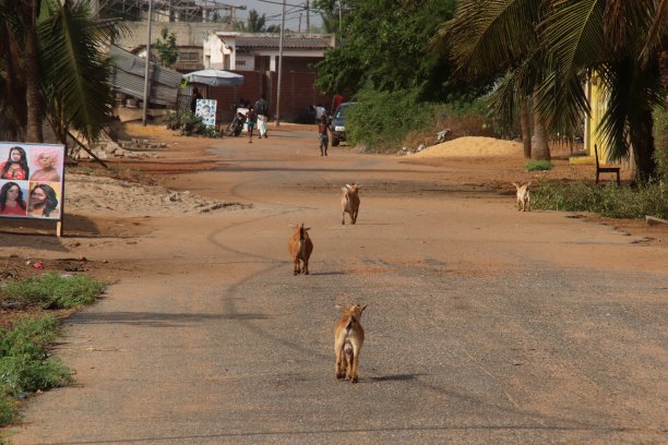 西非多哥阿韦波佐农村地区的小山羊走在路上。图片下载