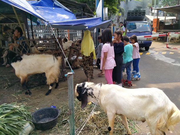 山羊在高速公路上出售图片下载