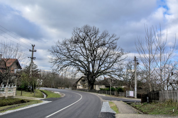 老橡树上图片下载