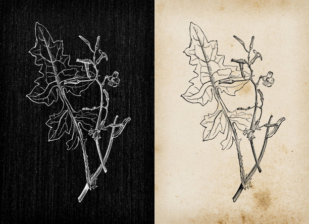 植物学植物古董雕刻插画:Lactuca muralis(墙上的莴苣)图片下载