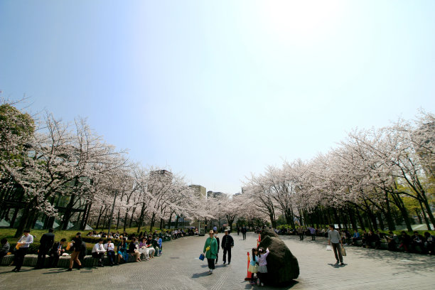 日本赏樱花风景图片下载