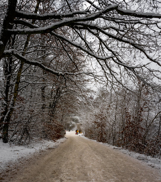 森林里一棵被雪覆盖着的树，在寒冷的冬日里。图片来自瑞典斯堪尼亚图片下载