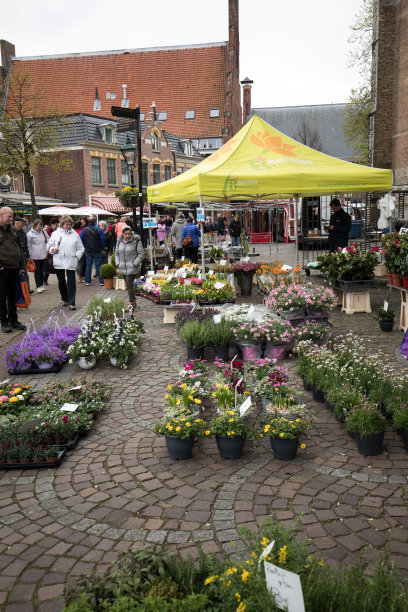 阿尔克马尔街头市场上出售的鲜花。荷兰图片下载