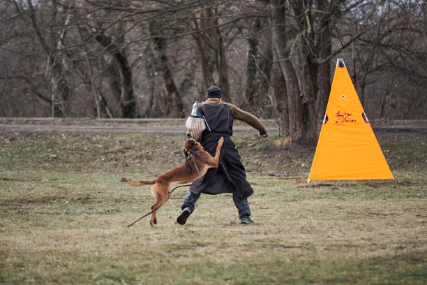 俄罗斯，克拉斯诺达尔，2021年1月31日，在体育场训练工作犬。比利时牧羊犬马里诺斯训练保护性运动和咬袖训犬。在攻击马里诺犬。图片下载