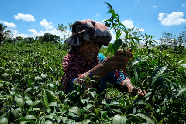 辣椒价格上涨是因为农民图片下载