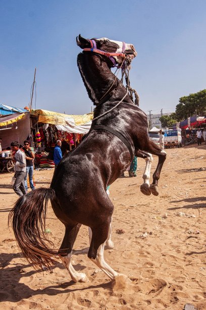 马腾跃或跳舞的马图片下载