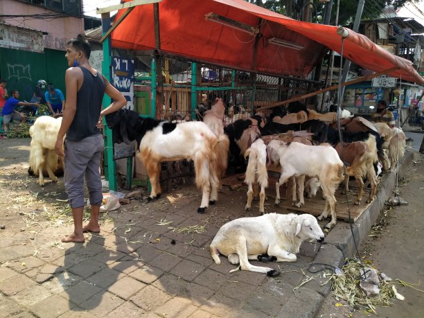 山羊在高速公路上出售图片下载