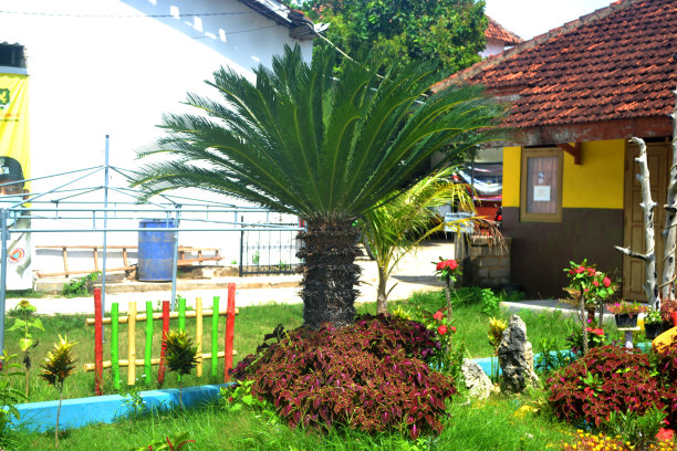 人们可以看到阿贾萨街道办事处旁边的树图片下载