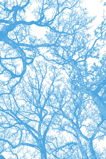 抬头看着橡树和树枝图片下载