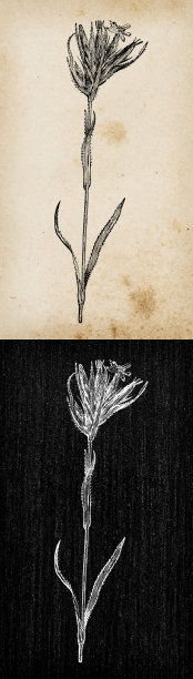 植物学植物仿古雕刻插画:石竹(Deptford Pink, Grass Pink)图片下载