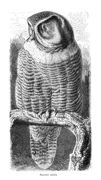 鹰鸮(Surnia ulula)插图，1895图片下载