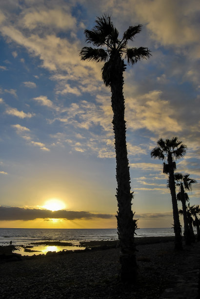 夕阳下棕榈树的剪影，数码照片作为背景图片下载