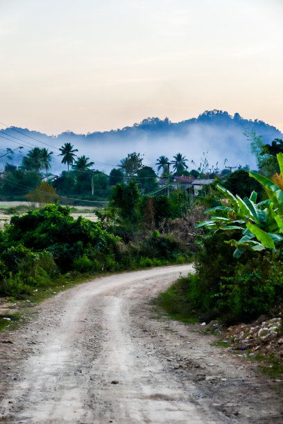 路在森林里，数码照片的图片作为背景图片下载