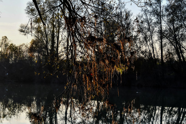 树木在冬天，数码照片的图片作为背景图片下载
