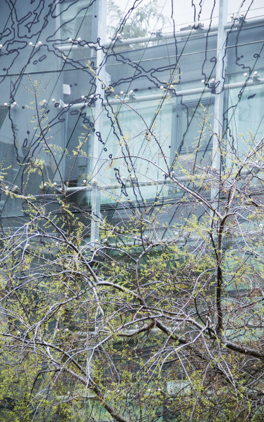 市中心有春树的金融大厦图片下载