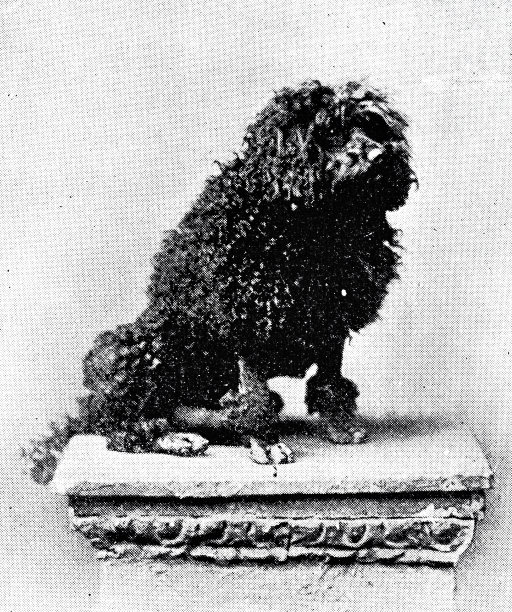 杜利普·辛格王子的“青蛙”图片下载