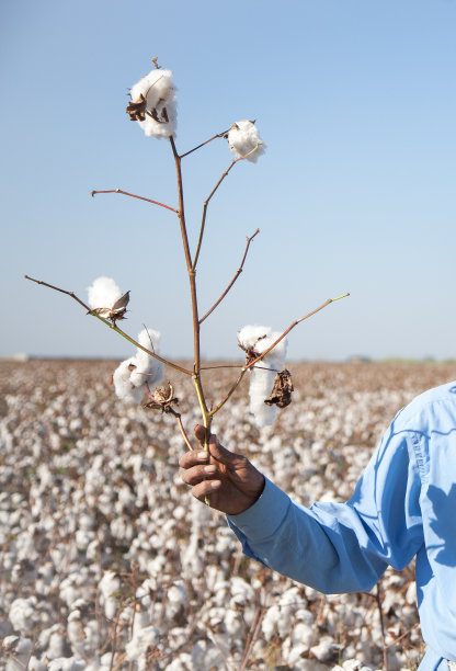 阿达纳省棉花地里，一只手捧着村舍的花朵图片下载