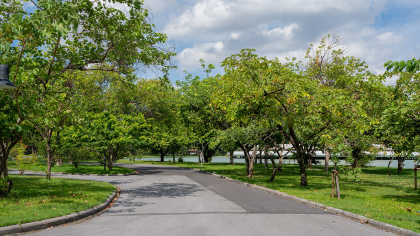 新的道路和美丽的树木轨道跑步或步行和自行车在公园放松。图片下载